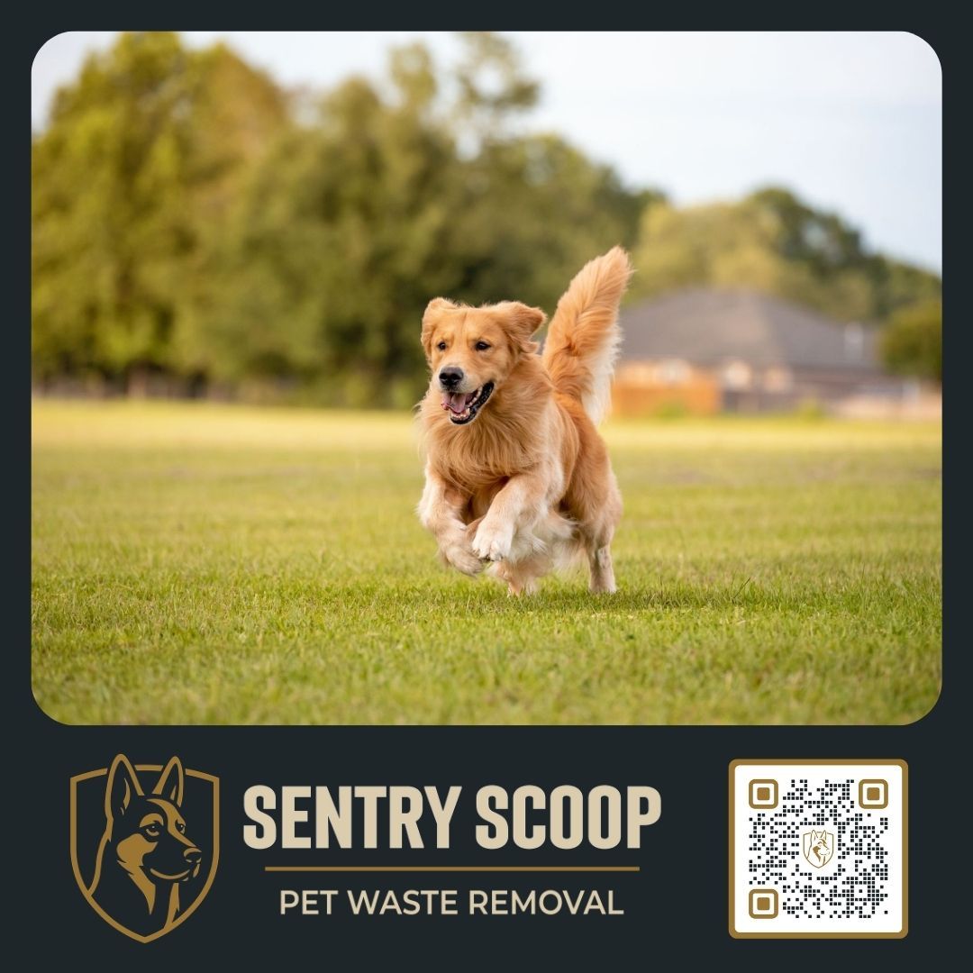 golden retriever playing in clean back yard after pet waste removal services
