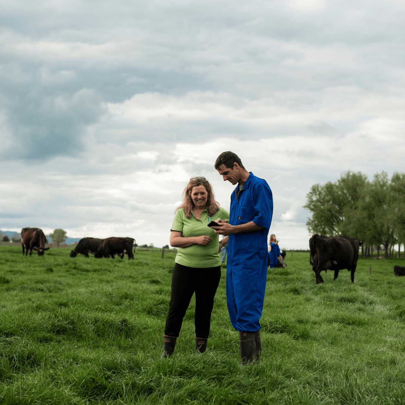 Two people in a green field, looking at a phone with cows grazing in the background.