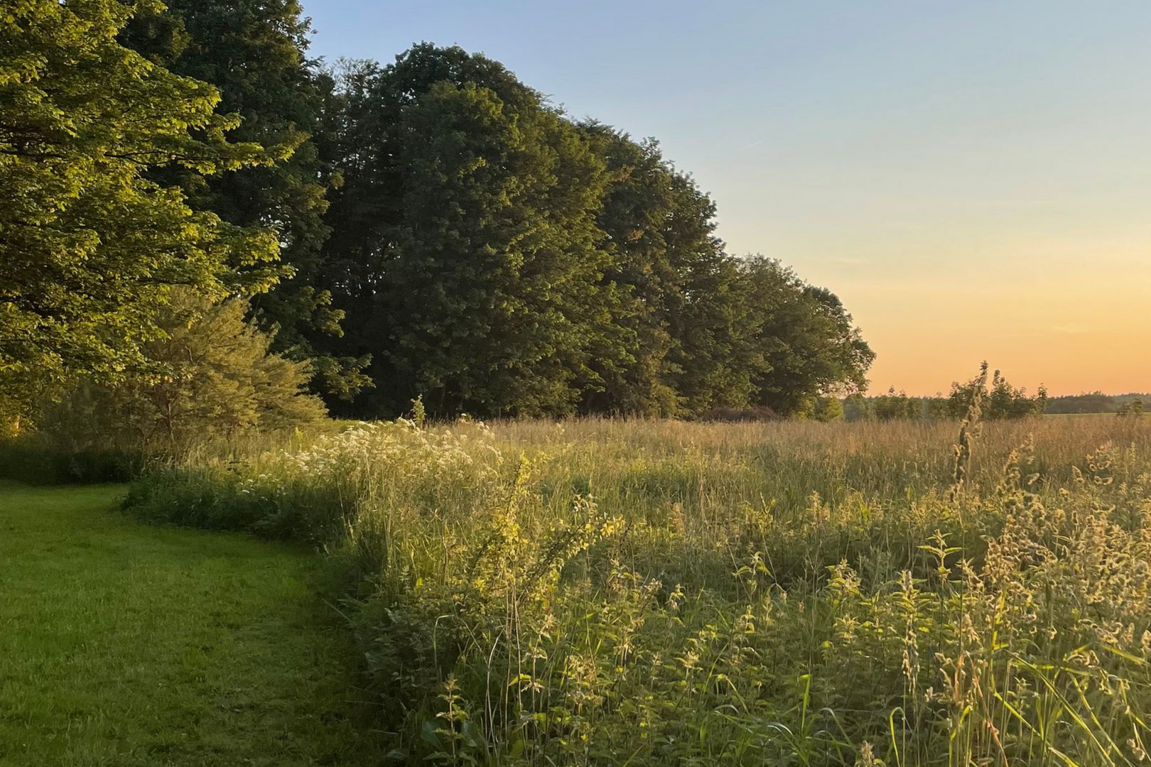 Solbelyst eng med gule vilde blomster ved siden af en græsklædt sti og træer ved solnedgang. Terapeutisk landskab Copyright.