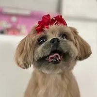 A small brown dog with a red bow on its head.