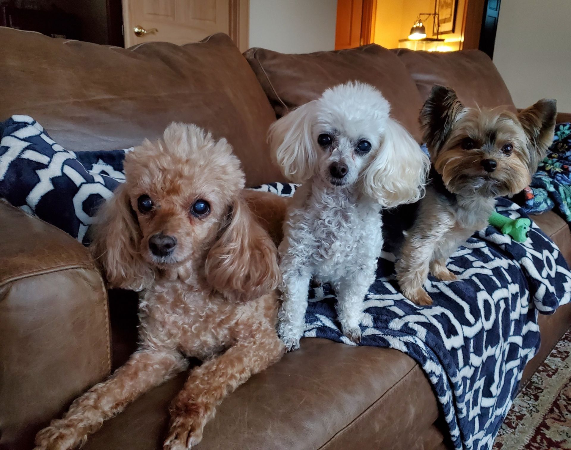 Cabin Pups