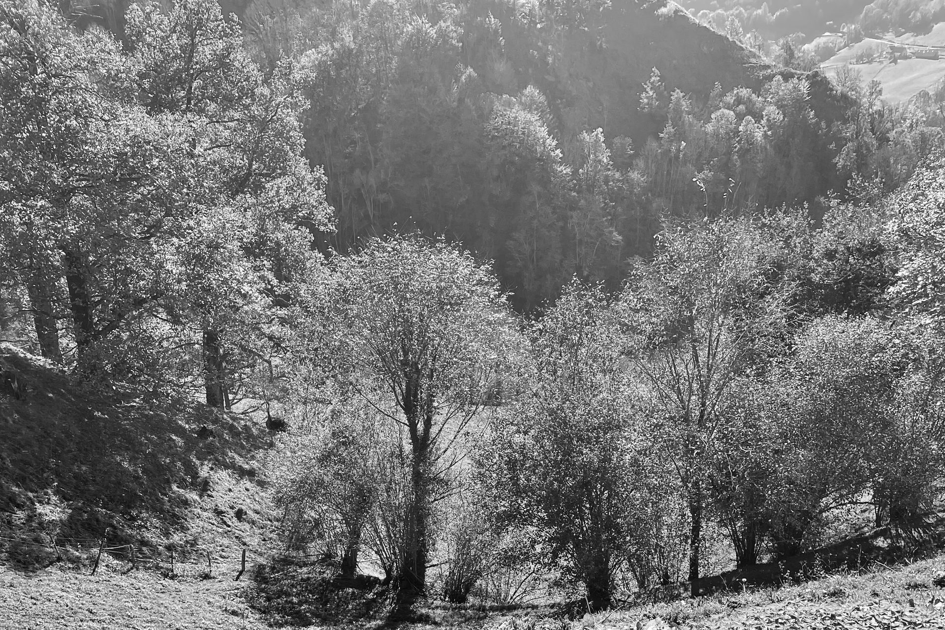 Photographie d'une forêt en Soule