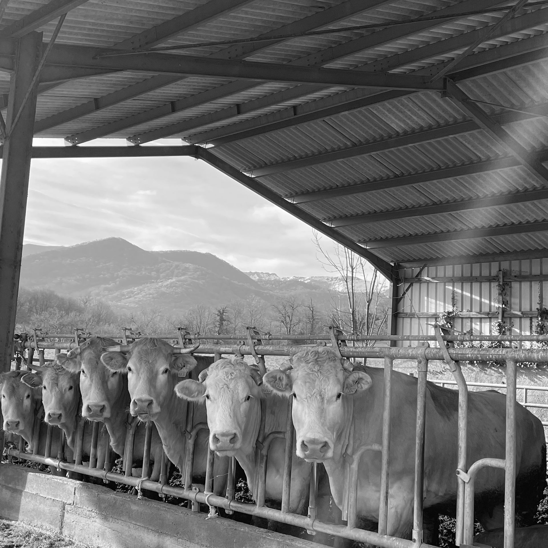Stabulation expertisée en Béarn
