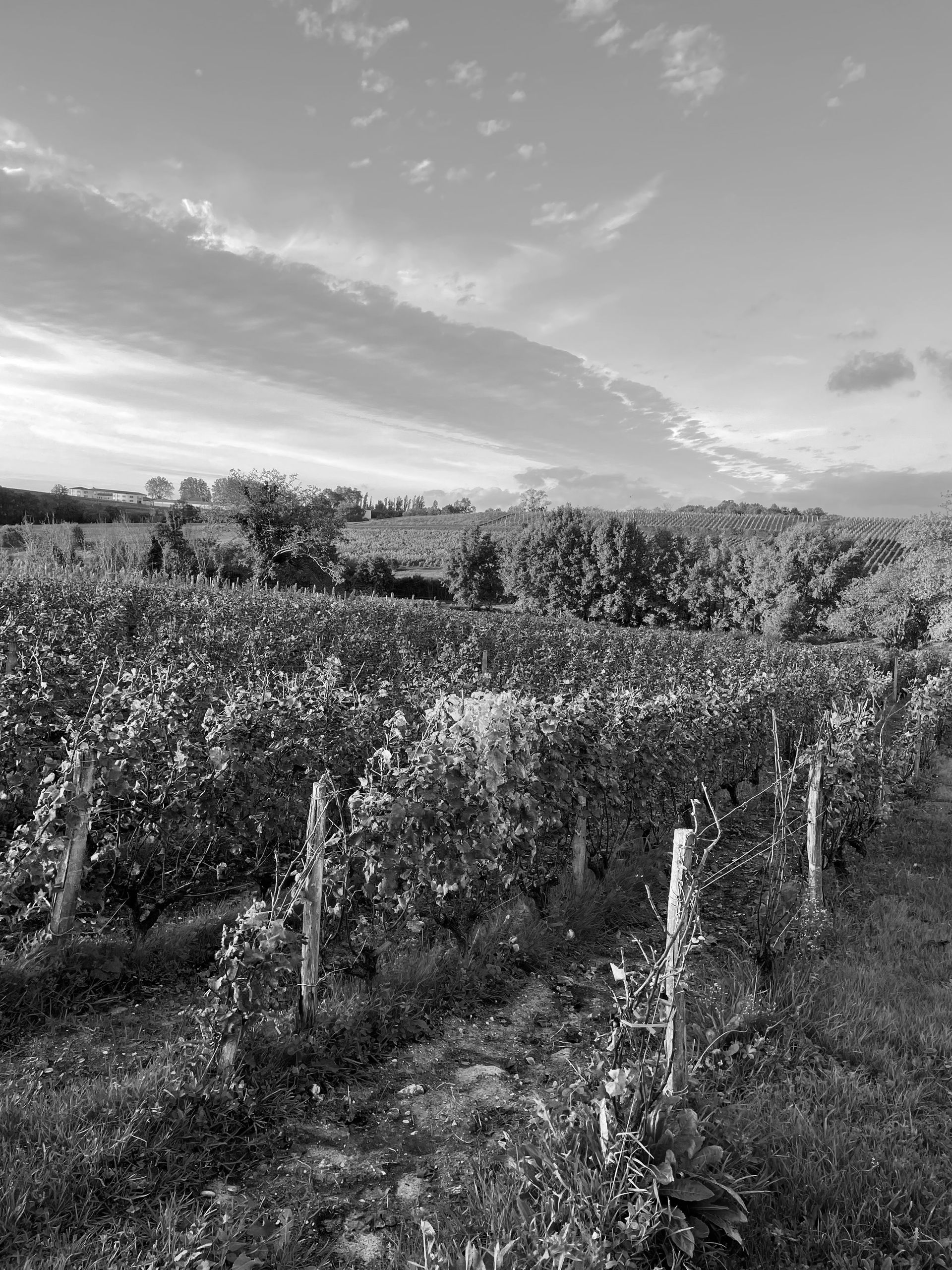 Photographie d'un domaine viticole dans le Sauternais