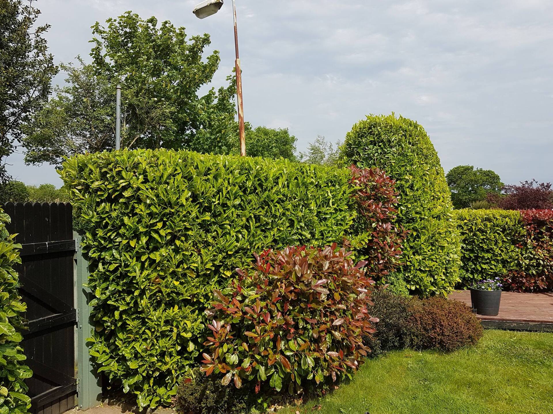 hedge and bushes