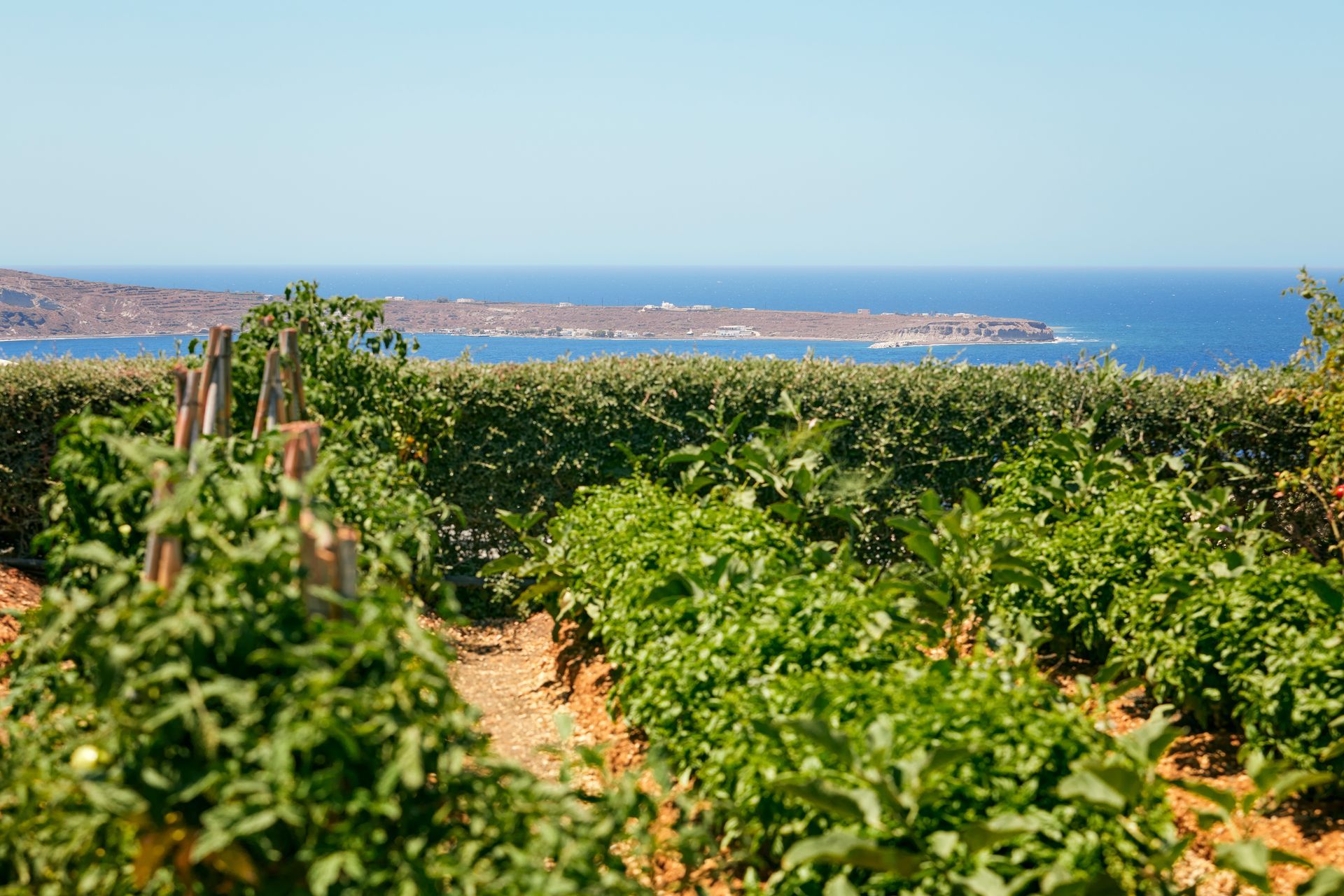 Green Greek vineyard overlooking a blue sea and rocky coastline under a clear sky