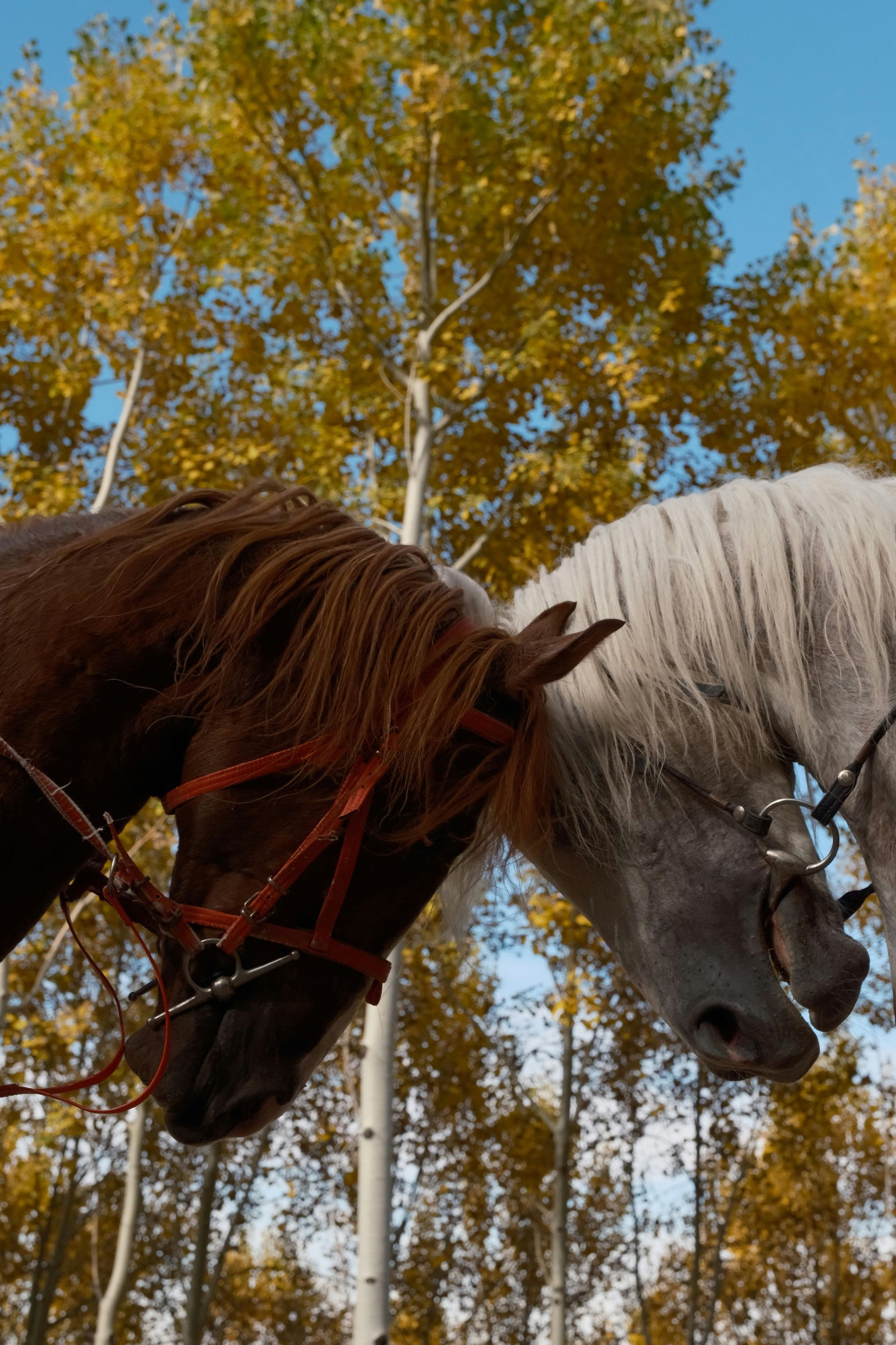 Two horses, one brown and one white, standing nose to nose under autumn trees