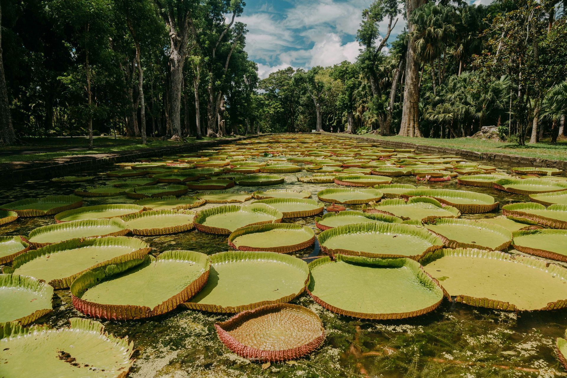 Rows of giant green lily pads floating in a pond under tall trees and a cloudy sky.