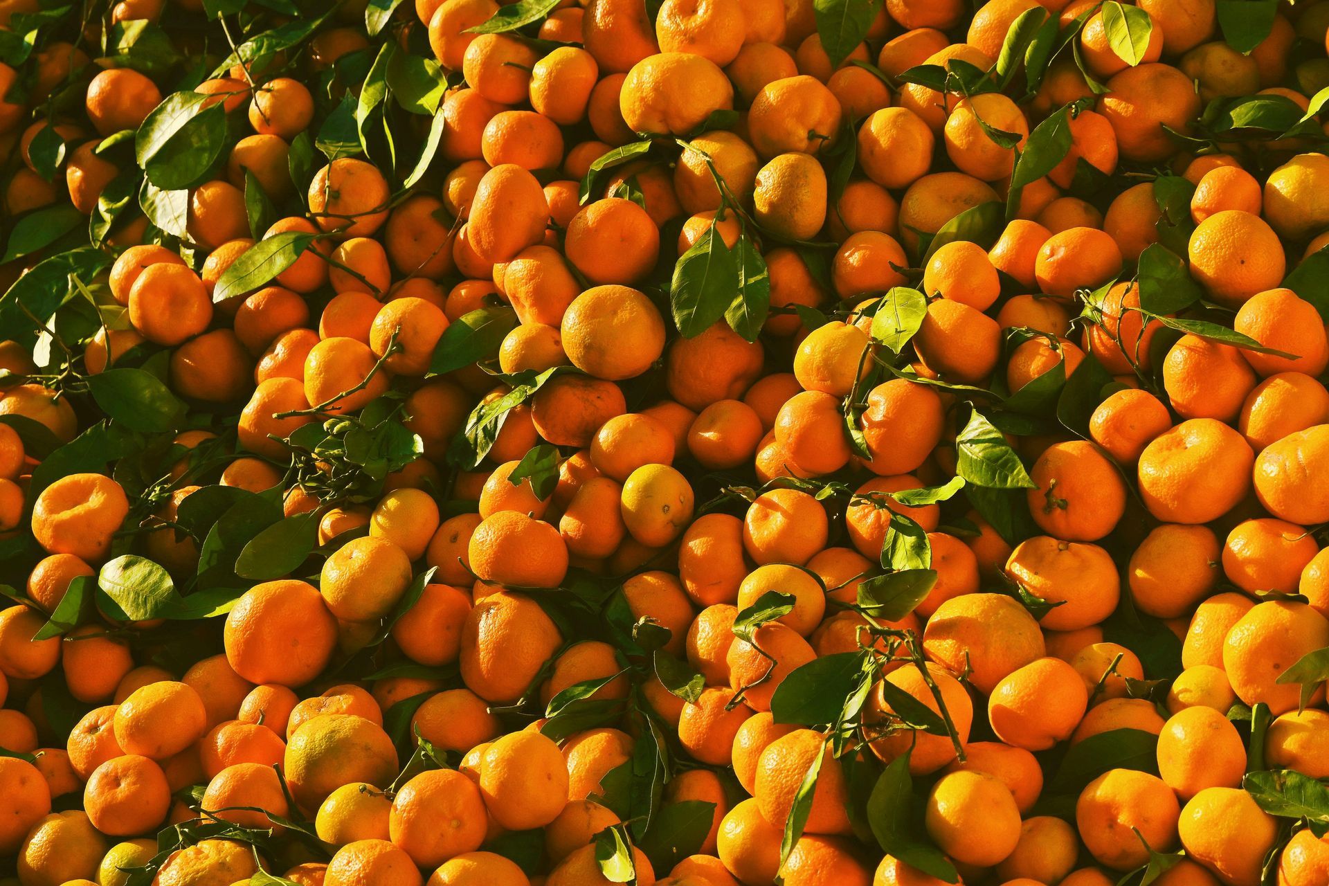 Close-up of an abundant pile of oranges with green leaves