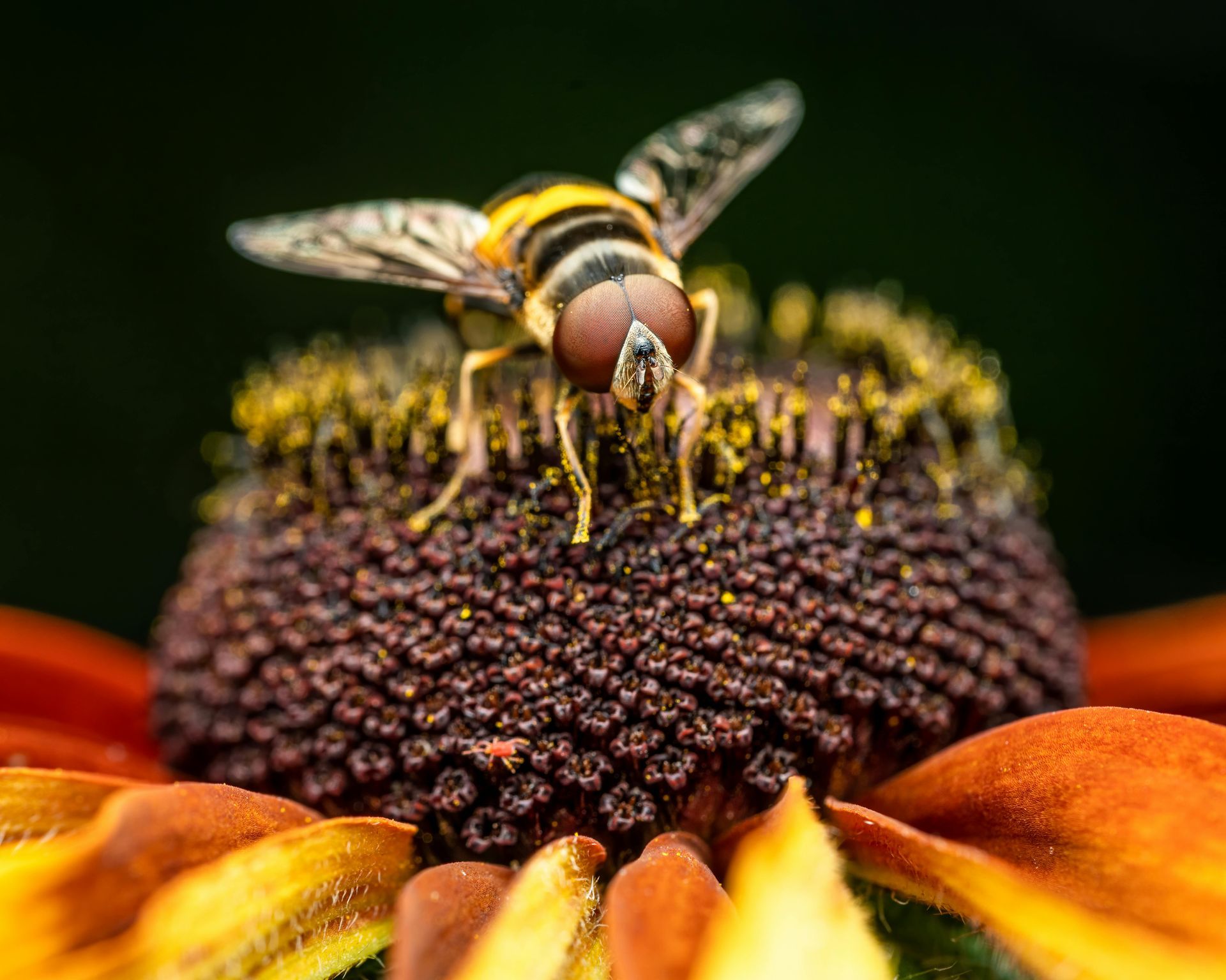 Bee fly on a sunflower center, with blurred yellow petals in the background