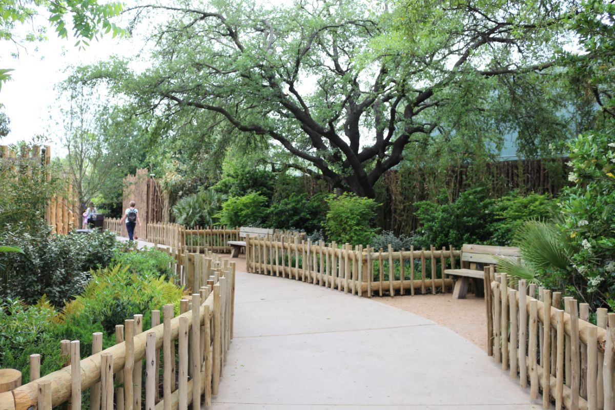 Pathway through a lush garden with a wooden fence and benches, under a large tree.
