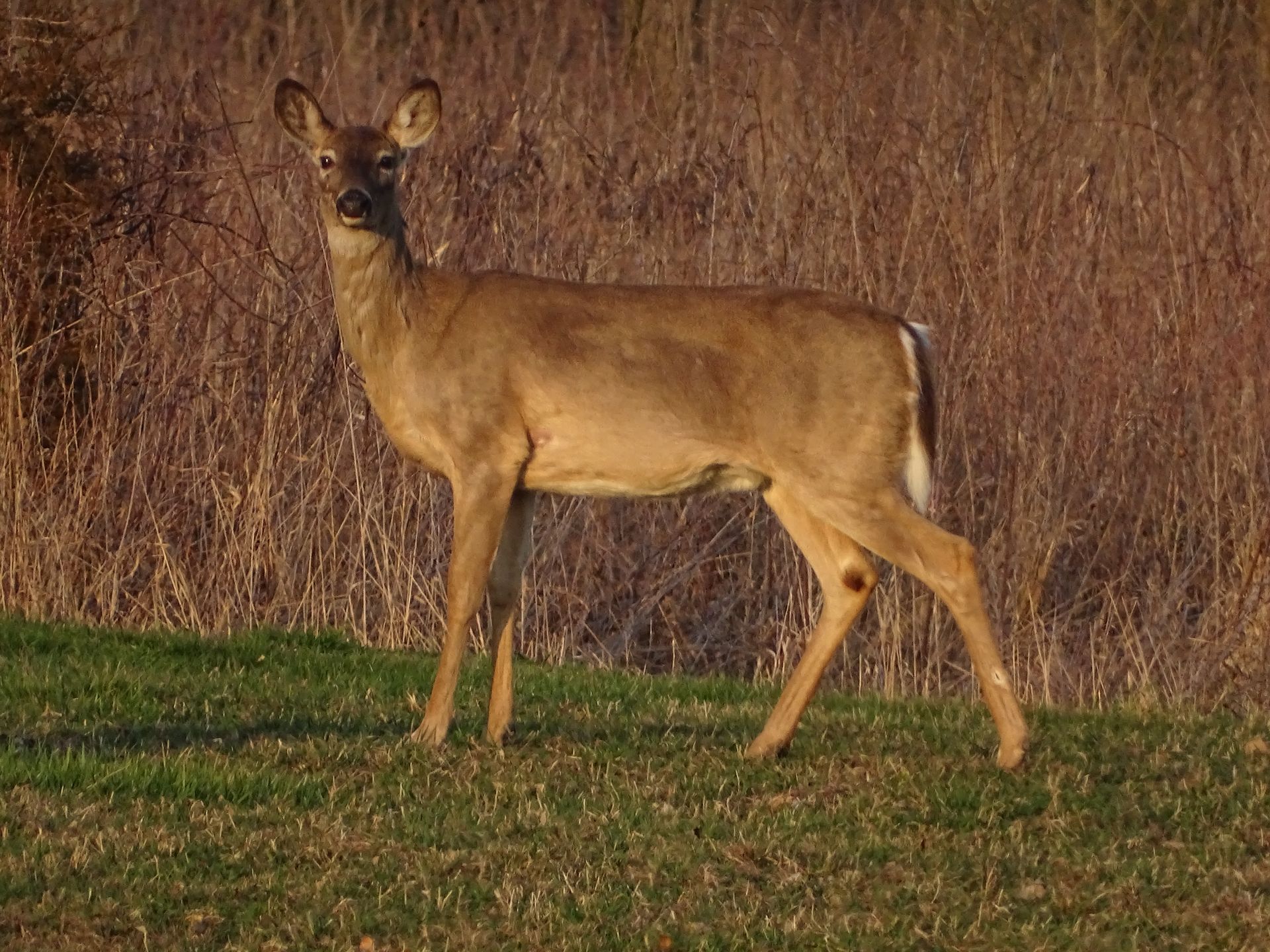 A deer is standing in the grass in a field.