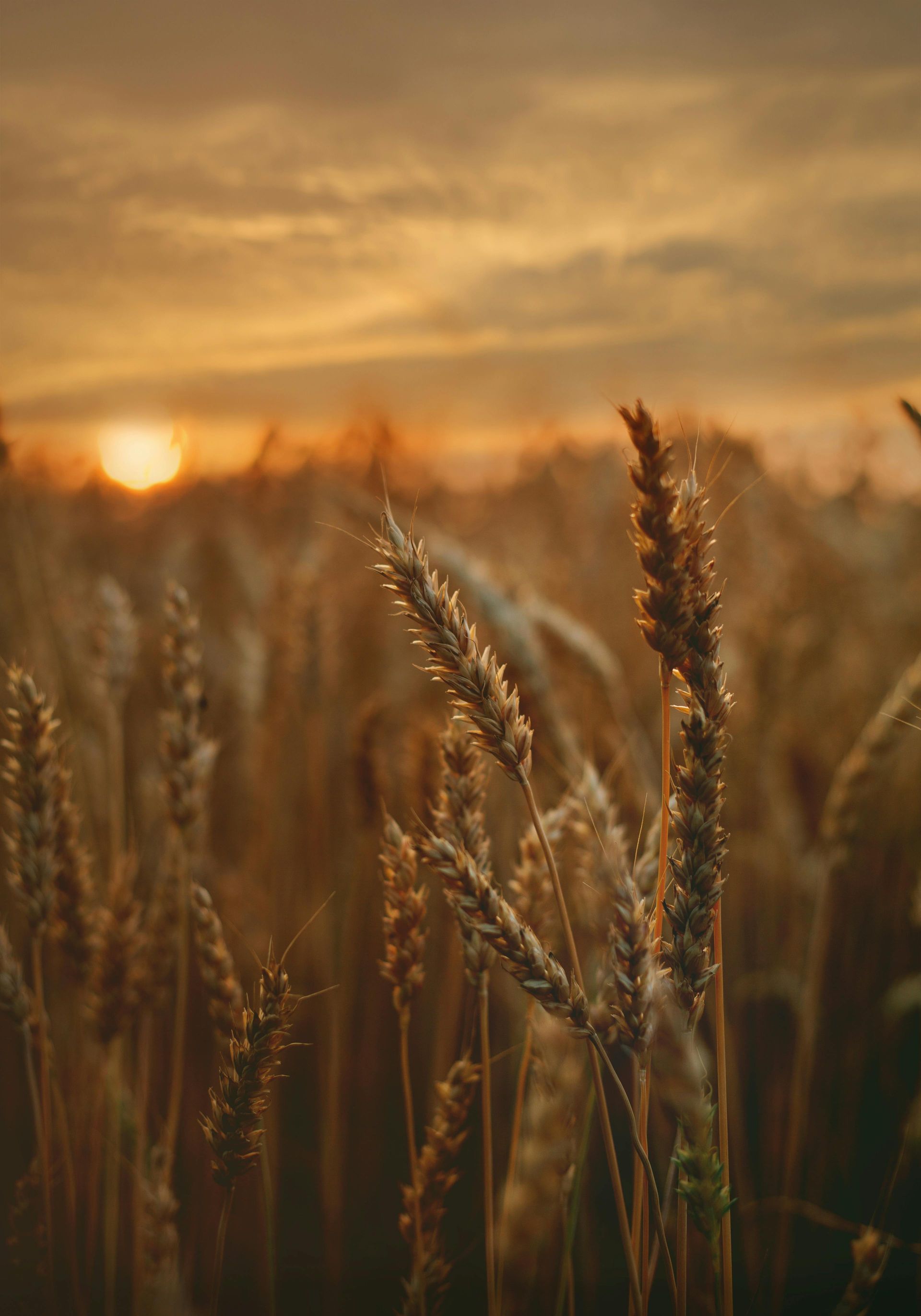 A field of wheat with the sun setting in the background.