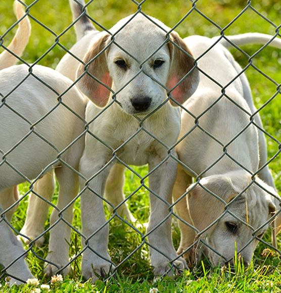 Dogs Inside Fence — Modesto, CA — Garys Fencing And Wire Supplies Dogs Inside Fence — Modesto, CA — Garys Fencing And Wire Supplies