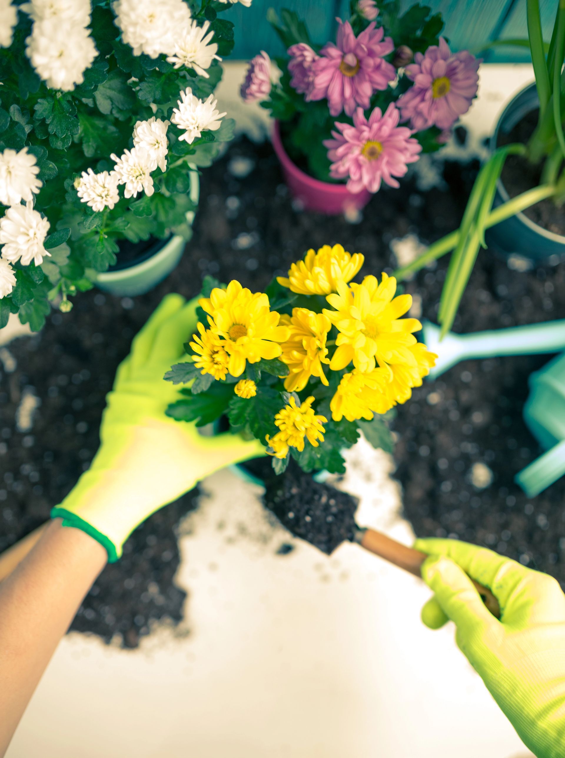 Mani avvolte in guanti da giardinaggio verde brillante piantano crisantemi gialli nel terreno circondato da altri fiori in vaso.