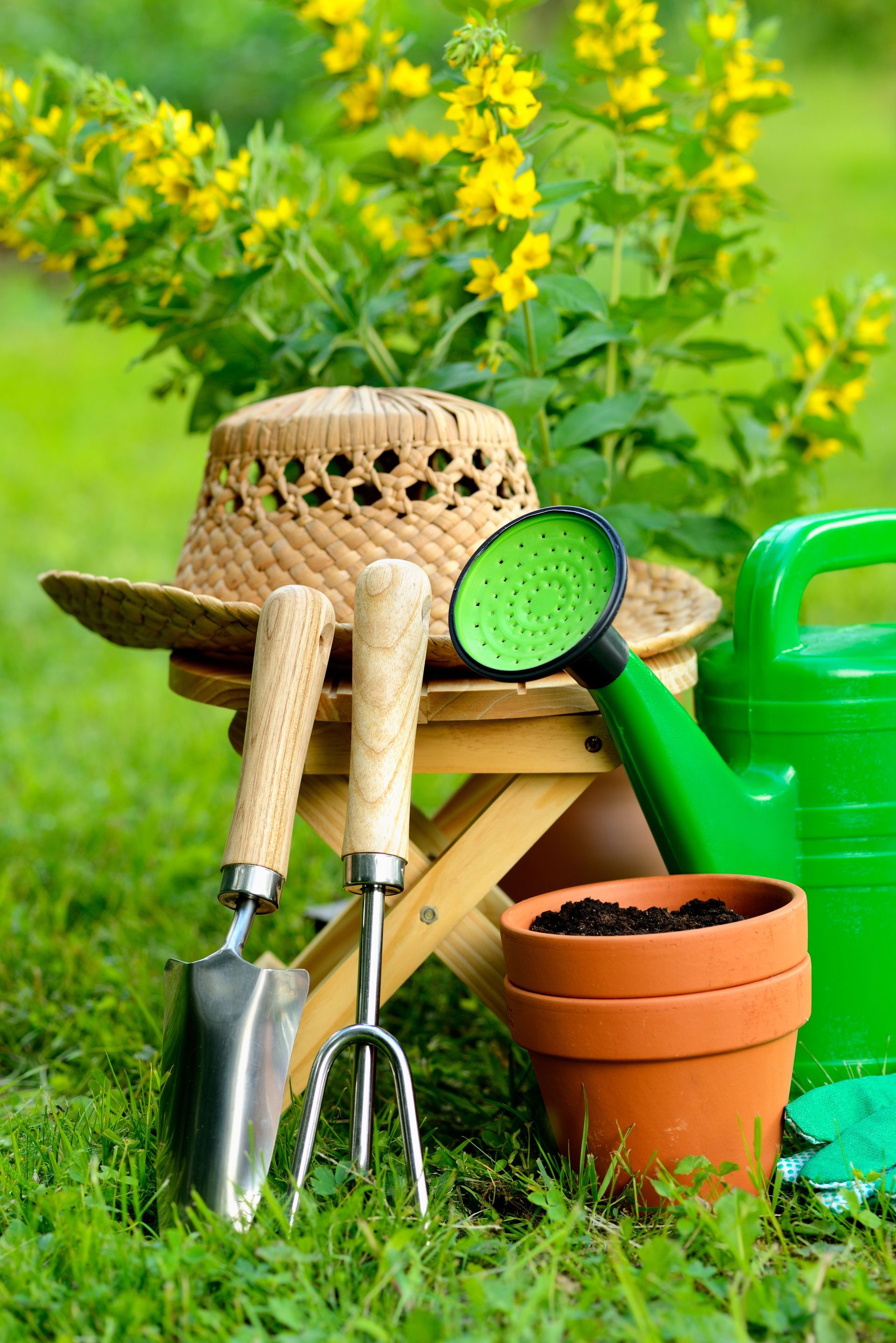 Attrezzi da giardinaggio, un cappello di paglia e vasi di terracotta su uno sgabello di legno in un rigoglioso giardino con fiori gialli.