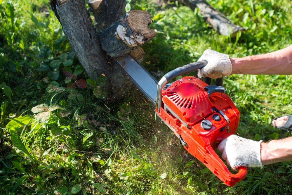 A Person Is Cutting A Tree With A Chainsaw — Tropical Tree Solutions in Machans Beach, QLD