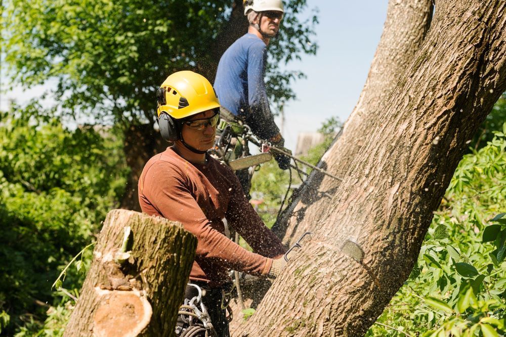 Two Men Are Cutting Down A Tree With A Chainsaw — Tropical Tree Solutions in Tablelands, QLD