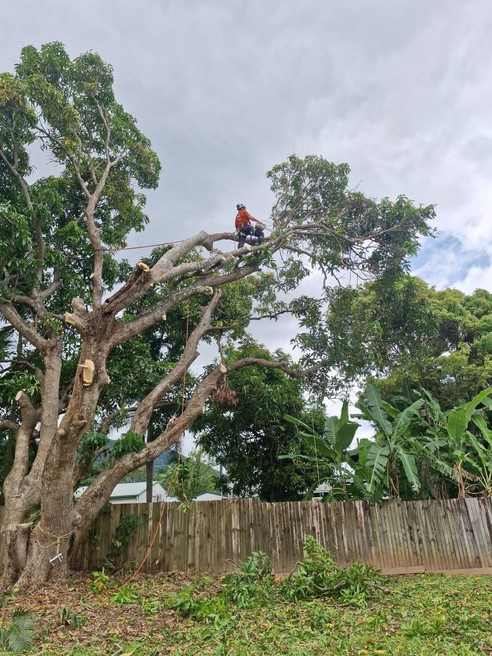 A Man Is Sitting On Top Of A Tree In A Field — Tropical Tree Solutions in Machans Beach, QLD