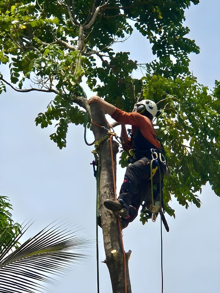 Arborist in Safety Gear Cutting a Tree Branch — Tropical Tree Solutions in Machans Beach, QLD