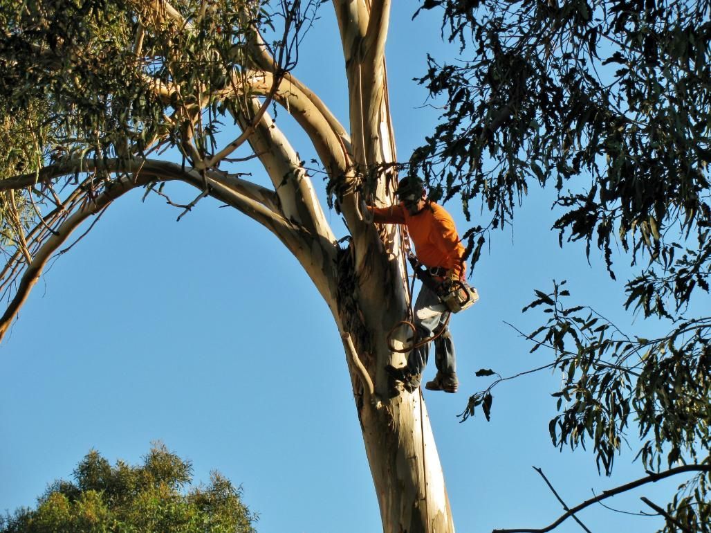 Arborist in Orange Shirt, Safety Harness, Trimming a Tall Tree Against a Blue Sky — Tropical Tree Solutions in Machans Beac