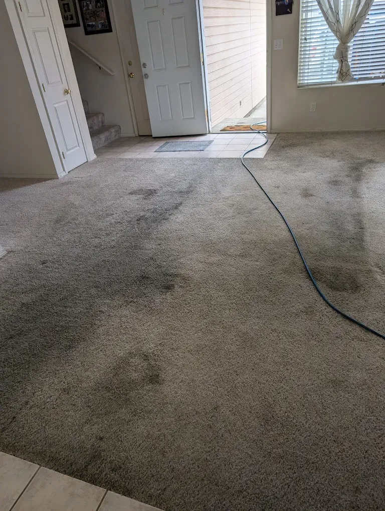 A living room with light-colored carpet featuring large, dark, irregular stains and a black hose running across the floor.