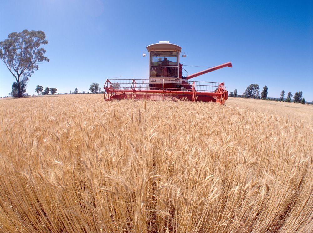 A Red Combine Harvester Is Working In A Field Of Wheat — Blackpoly Pipelines in Forbes, NSW