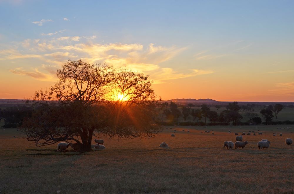 Towns Of Grenfell And Young In The NSW Countryside, Australia — Blackpoly Pipelines in Young, NSW