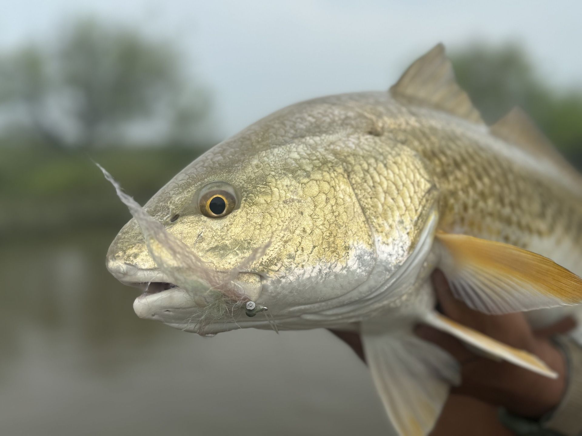 A person is holding a fish with a hook in its mouth.
