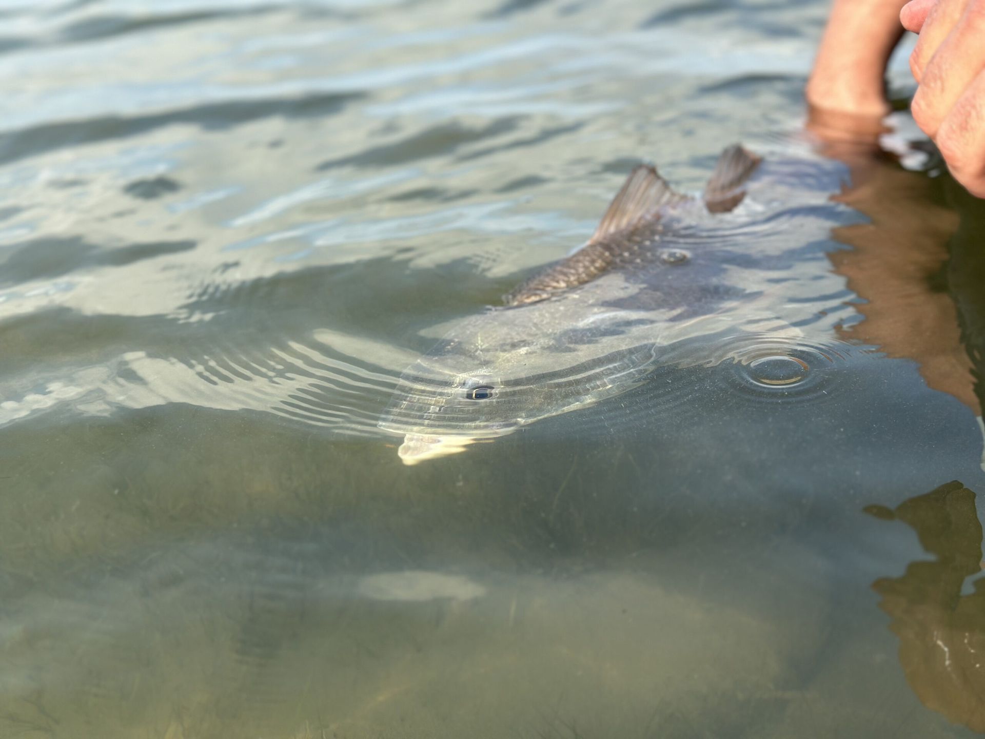 A man is sitting on a boat holding a large fish.