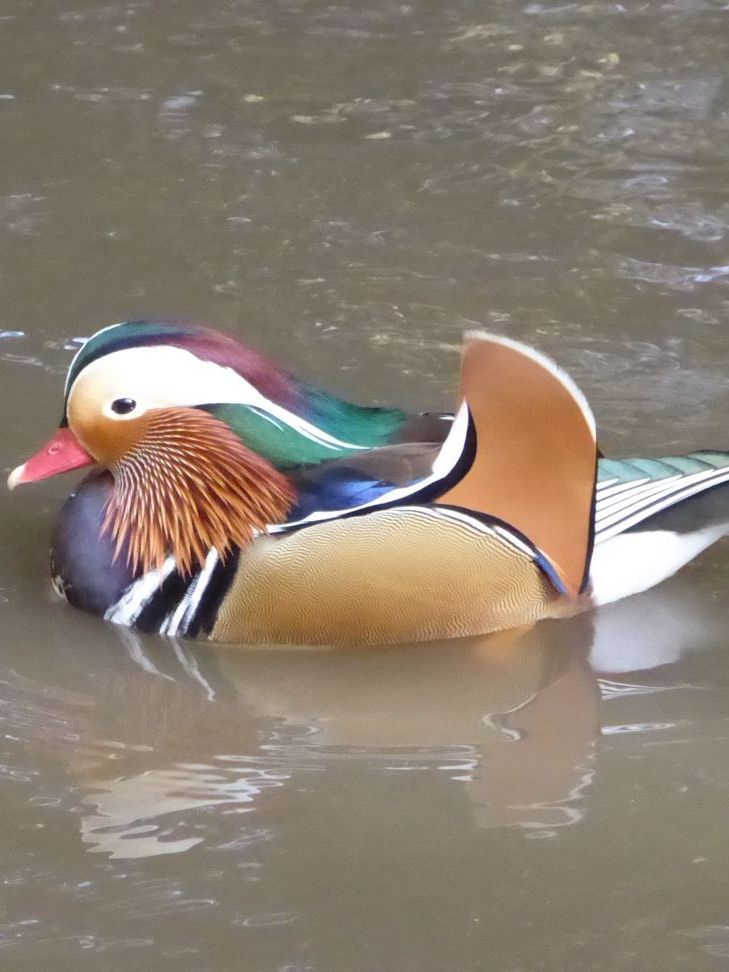 A colorful duck is swimming in the water