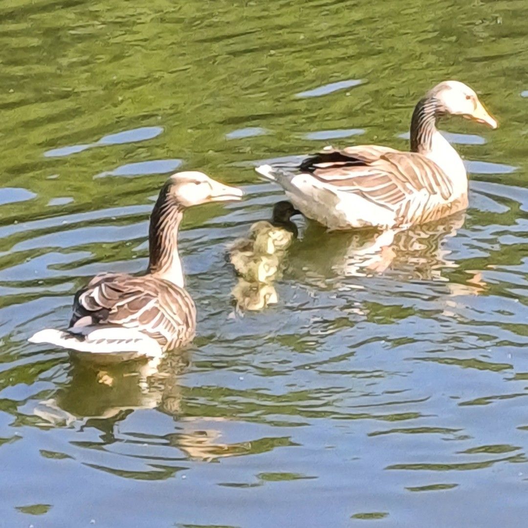 Two ducks are swimming in the water with their ducklings
