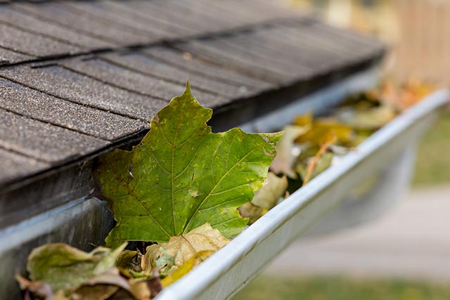 Gutter With Leaves — Baldivis, WA — Alan’s Window Cleaning Services Gutter With Leaves — Baldivis, WA — Alan’s Window Cleaning Services