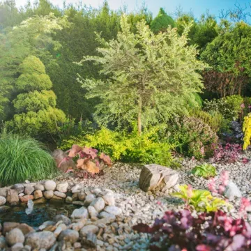 A landscape design in Davis, CA, with a pond in the middle of the garden surrounded by rocks and trees.