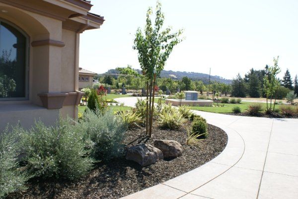A driveway with a tree in the middle of it | Landscape Design in Davis, CA