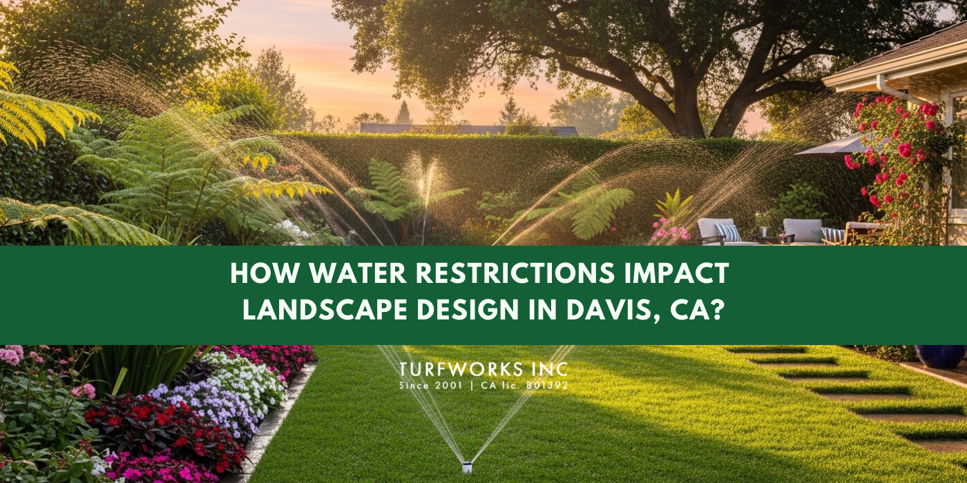 Green lawn with sprinklers and flowers, landscape design in Davis, CA, with water restrictions.