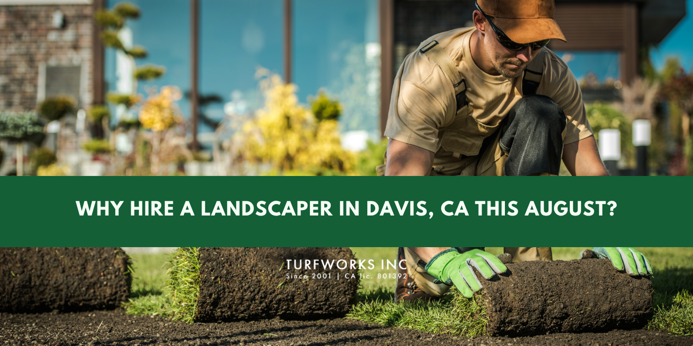 Landscaper installing sod with Turfworks Inc. | Blog: Why Hire a Landscaper in Davis, CA This August