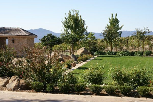 A large lawn with trees and bushes in front of a house | landscape design in Davis, CA