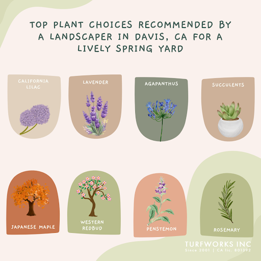 Illustration of eight vibrant spring plants recommended by a landscaper in Davis, CA, perfect for lively yard landscaping.