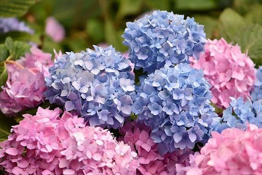 Vibrant blue and pink hydrangeas in full bloom, showcasing their lush and colorful petals in a garden setting.