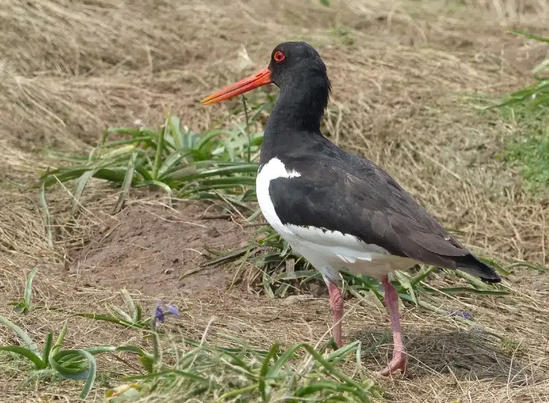 Oyster Catcher at Blades Cottage