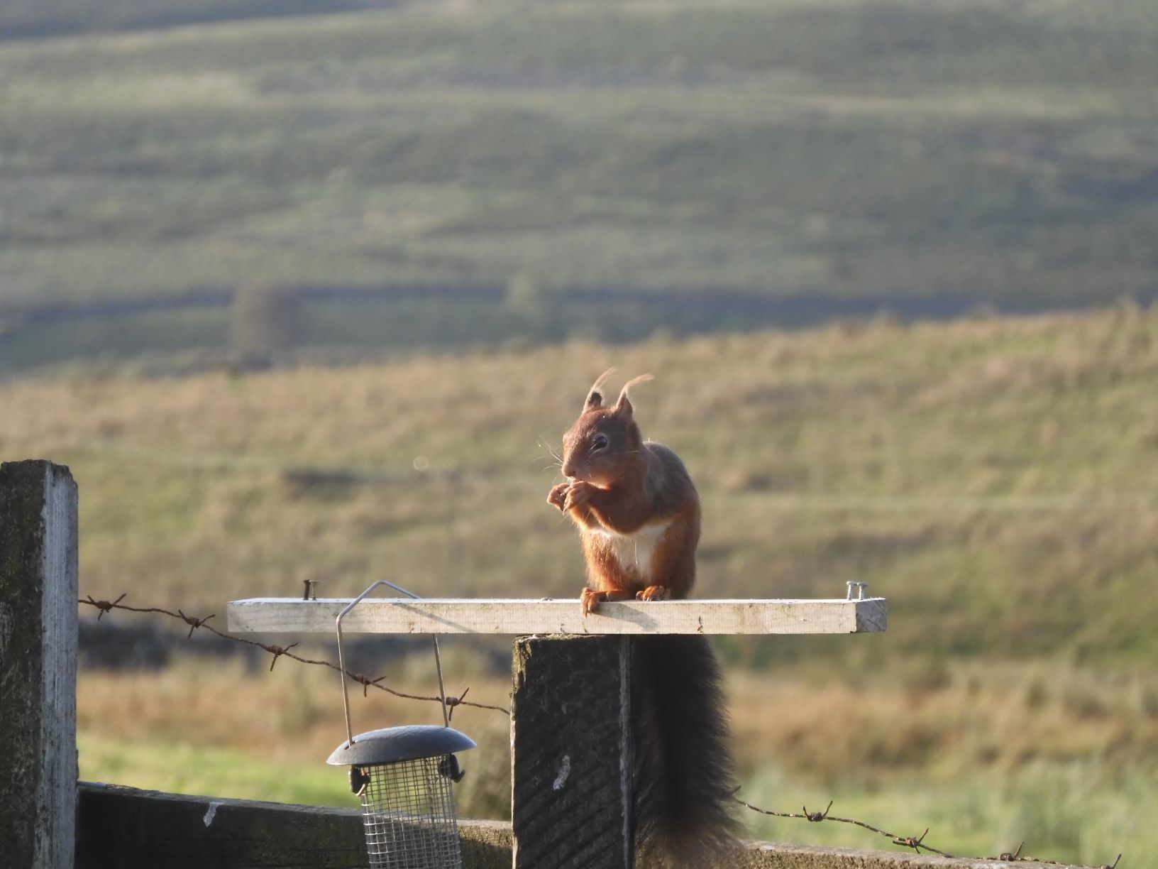 Squirrel at Blades Cottage