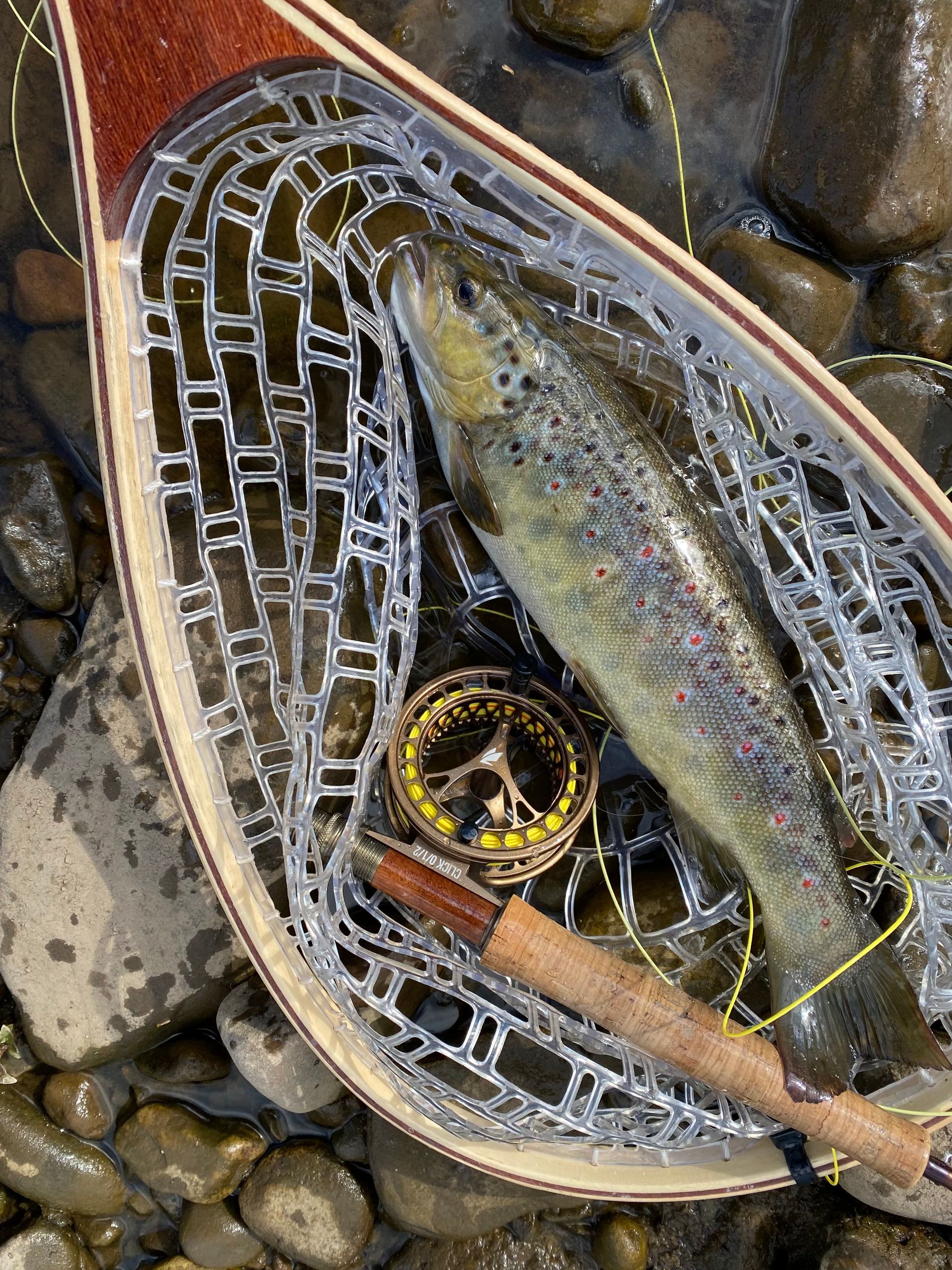 Netted Trout at Blades Cottage