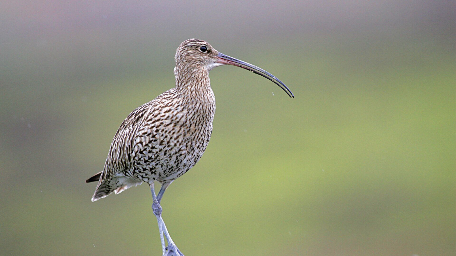 Curlew at Blades Cottage