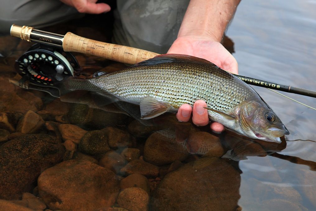 Blades Cottage grayling