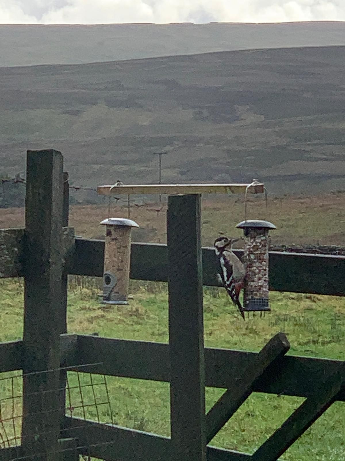 Woodpecker at Blades Cottage