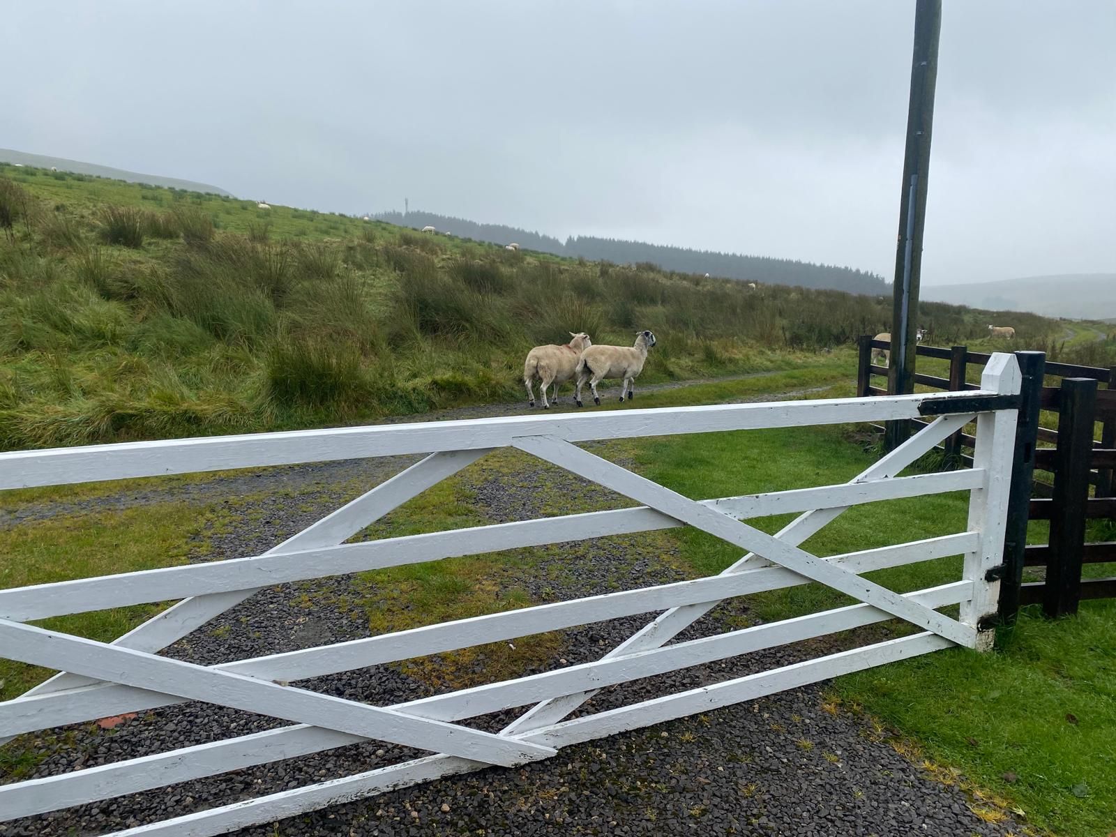 with Blades Cottage Gate sheep
