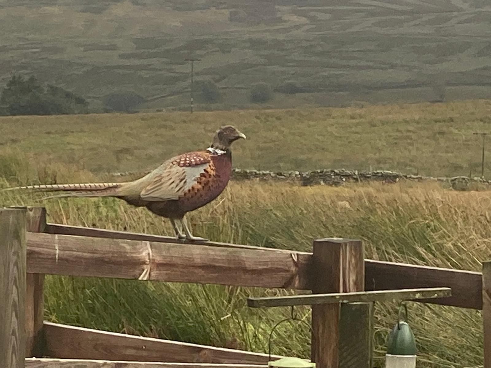 Pheasant at Blades Cottage