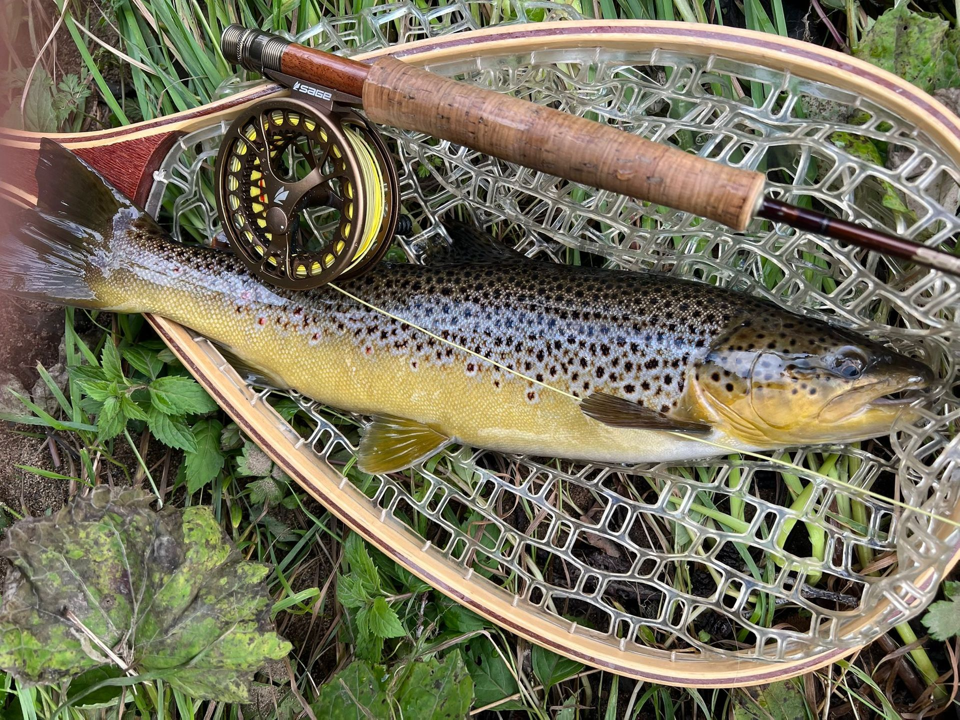 Blades Cottage Brown trout 41cm