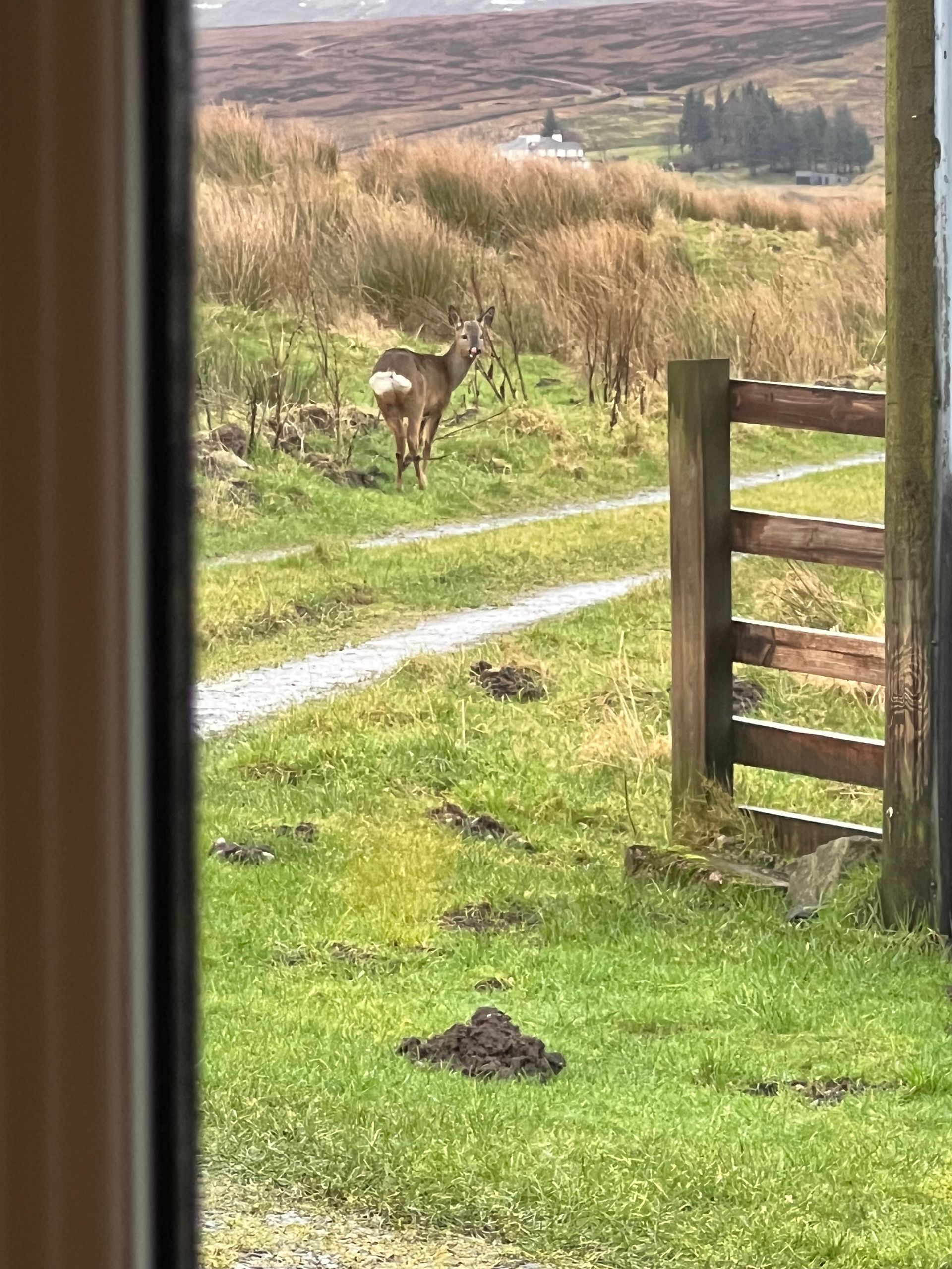 Roe buck at Blades Cottage